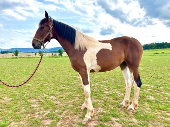 Klisna Barokní pinto