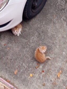 Hledáme nový domov