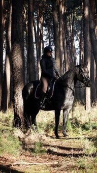 Atraktivní QH klisna