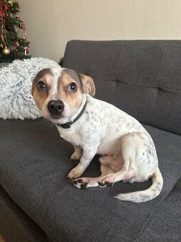 Darujeme pejska Tobiáše