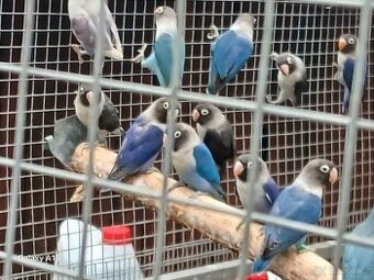 Koupím samce Agapornise škraboškového možná výměna