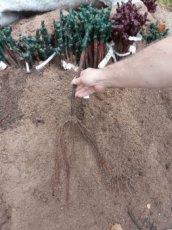 Bezsemenné sazenice révy