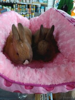 Králíček zakrslý