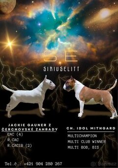 Bullterier šteniatka