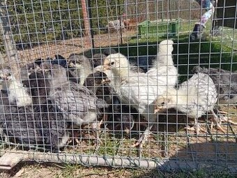 Kuřata dvorkovy mix