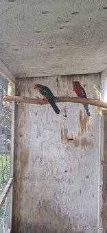 Prodám papouška královského