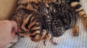 Bengálská kočička do chovu s PP