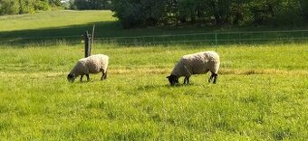 Ovce Suffolk