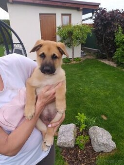 Belgický ovčák Malinois bez PP