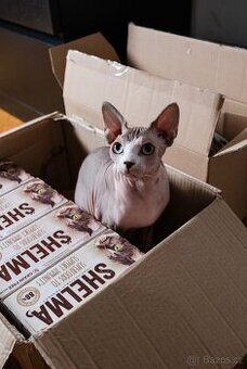 Sphynx