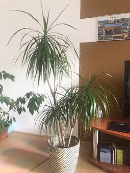 Dracena