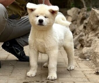 Akita Inu s průkazem původu