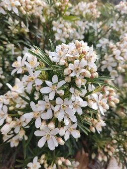 Choisya White Dazzler - Bílý osnitel