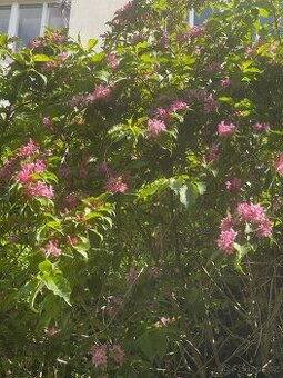 Weigelia - 1