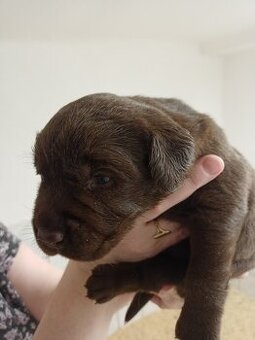 Štěňátka labradorského retrievera - 1