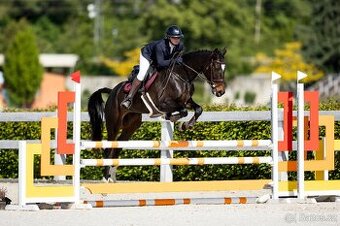 Prodám 4 letou kobylku vhodnou do vyššího sportu - 1