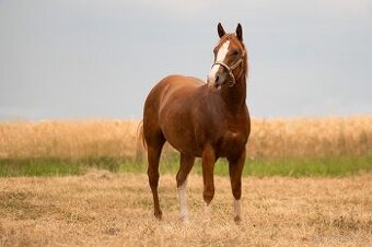 AQH TOP klisna po PG Gunpowder