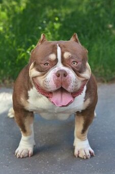 American bully