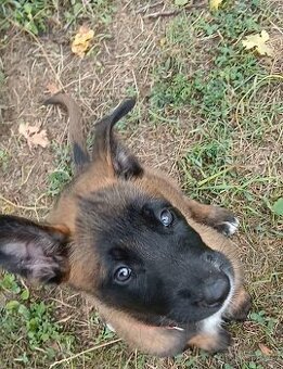 Belgický ovčák Malinois štěňata