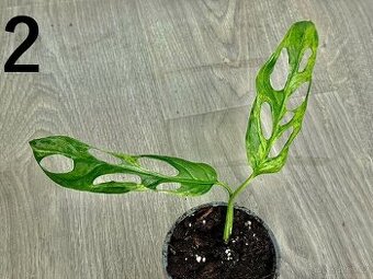 Monstera Indonesian Marble 2