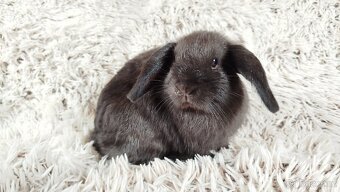 Zakrslý beránek, králíček, králík - CRISTIAN