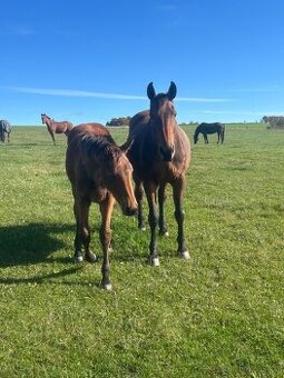 Kobyla s hříbětem