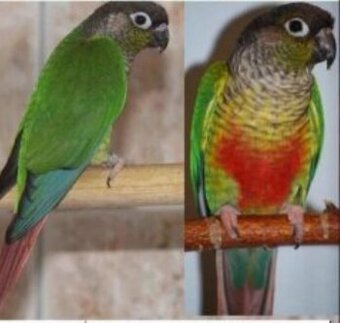 Pyrura žlutoprsá (Pyrrhura hypoxantha)