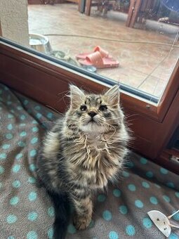 Koťata s geny Mainské mývalí