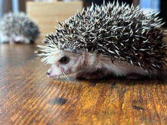 Ježek bělobřichý