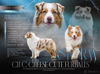 krytí CHOVNÝM PES - australský ovčák s PP