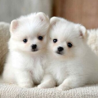 Dvě roztomilé štěňátka Pomeranianu 🐾❤️