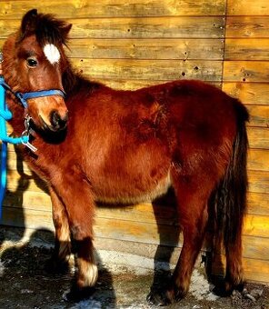 Klisnička -  hnědka WPB