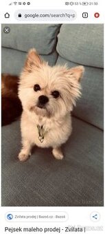 Sháním štěňátko