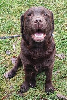 Labrador s PP, hodný CHOVNY kluk - 1