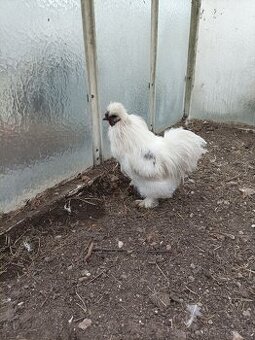 Kohoutek hedvábnicka