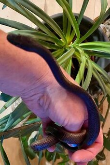 Užovka domácí Black - samec