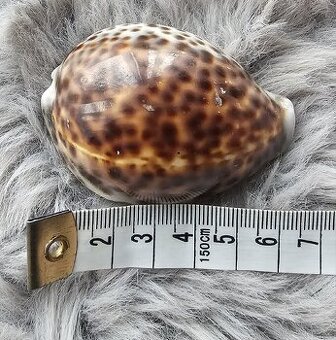 mušle Zavinutec tygrovaný (Cypraea tigris)