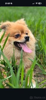 Daruji do dobrých rukou pejska