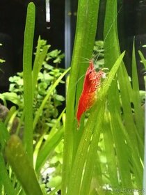 Krevetky - Red cherry - Neocaridina davidi - 1