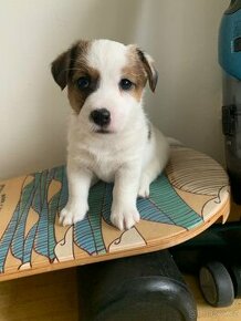 Štěně pejsek JRT Jack Russell Teriér s PP