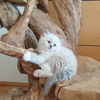 Ragdoll kocourek s PP, do chovu - chovatelské stanice.