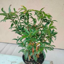 Prodám rostlinu Bobkovišeň zakrslá-Prunus Laurocerasus Sofia