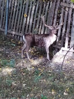 Poplatkový odlov daňků