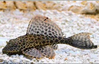 Ancitrus - gibbiceps