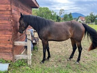 Appaloosa / Quarter horse - 1
