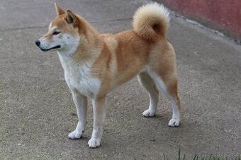 Shiba inu fenka kastrovaná do duchodu - 1