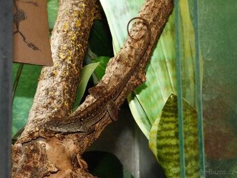Anolis šedý (Anolis sagrei) 1,1 - 1