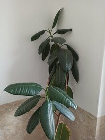 Fíkus 160 cm