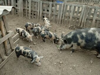 Selata 75% kune kune