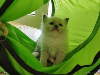 Ragdoll koťátka